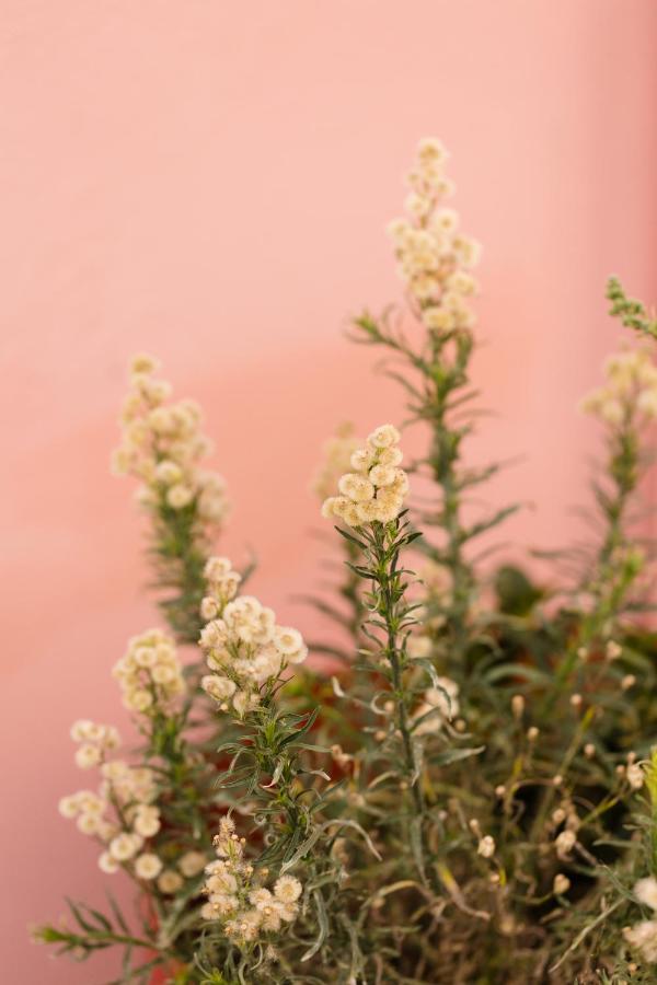 St.Mammas Traditional Apartment เมซาเรีย ภายนอก รูปภาพ